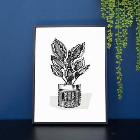 'House Plant' Print - Calathea Mono